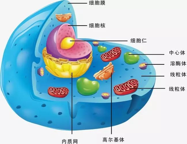 "四招"突破高中生物细胞结构,功能与代谢类综合题