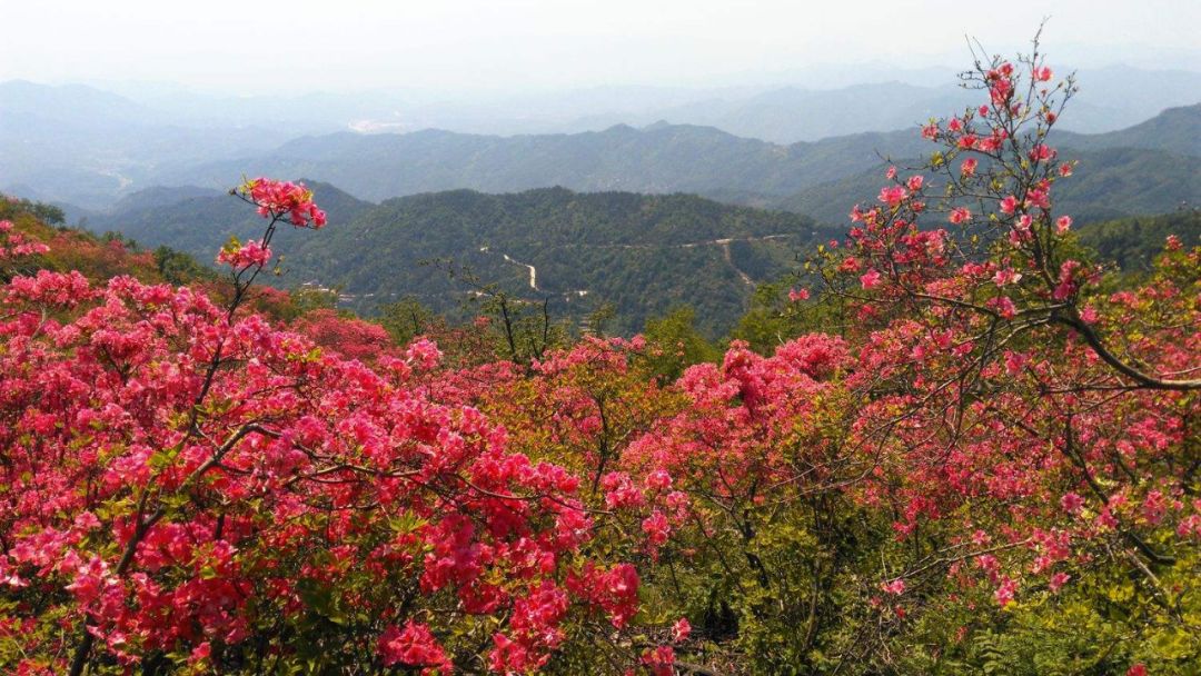 茶庵岭镇人口_白芒营镇五庵岭小奶