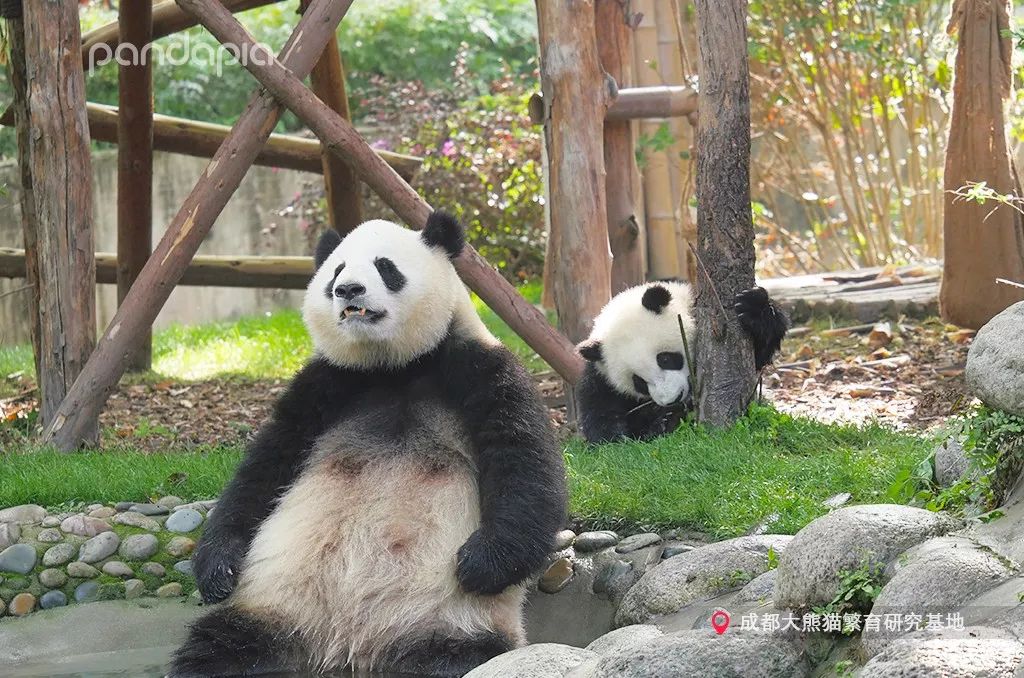 母亲节 送麻麻这个,保证抱亲亲还举高高!_熊猫