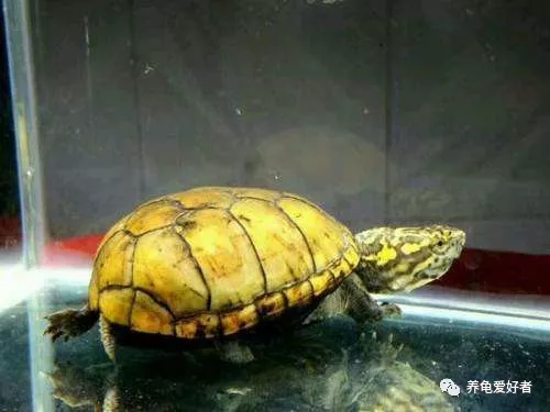 怎么养乌龟才能养的久 8e0fdf1dd26948c0a340efcbd3a5f0ea.jpg