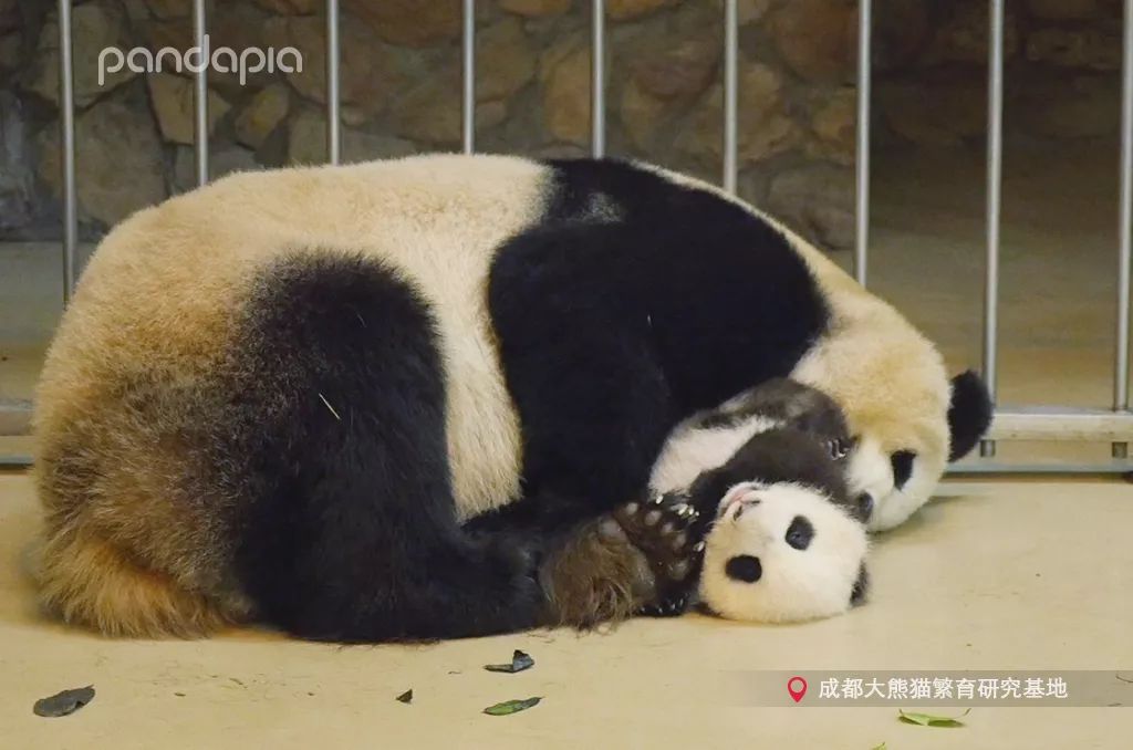 母亲节 送麻麻这个,保证抱亲亲还举高高!_熊猫