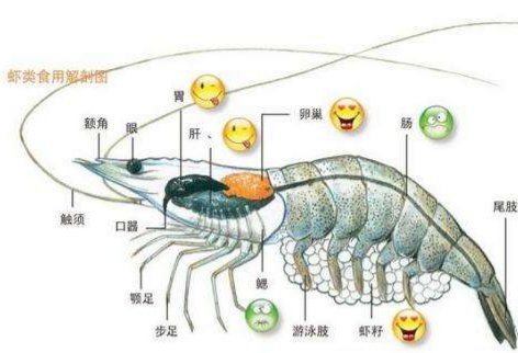 小龙虾解剖图
