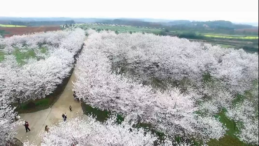 图:江夏微新闻 地址:江夏区安山街青春村小朱湾有"中国摄影村"的盛名