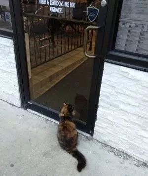 猫咪在门口偷望祈求能进去谁知道它竟是惯犯