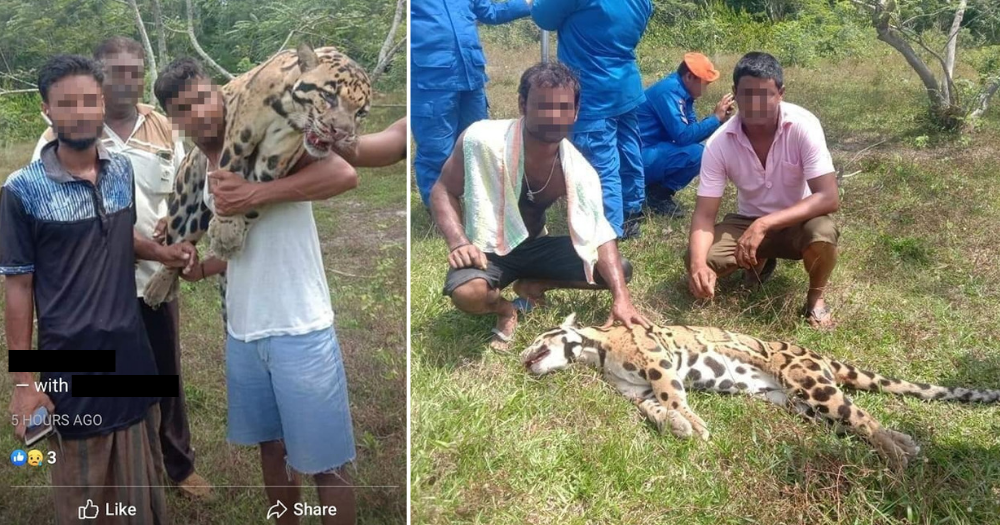 原創
            雲豹被獵殺後男子在網上曬照求讚，動物保護部門卻懶得追究 未分類 第2張