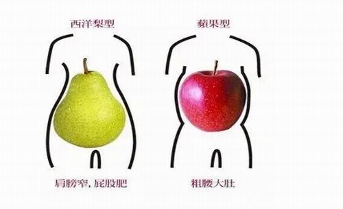 肾脏,心脏和胰腺等主要脏器,会形成我们常说的"将军肚",身体呈"苹果形
