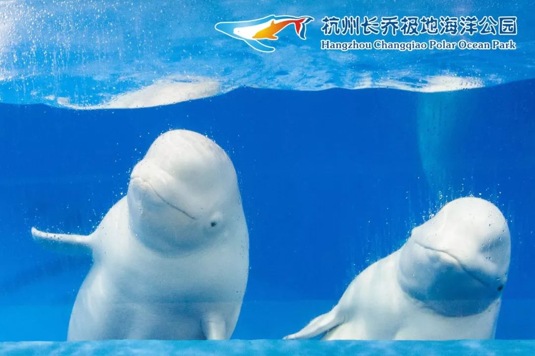 海底动物怎么活动 b562cc733643477daa1757ced160a3b4.jpeg