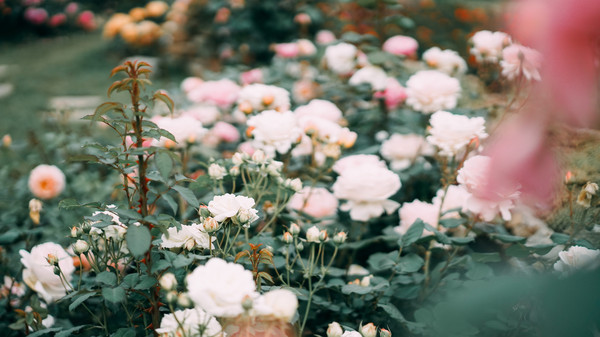 用什么做花海最合适 b5f6892f5c514e259ab55b0217d2cfc1.jpeg