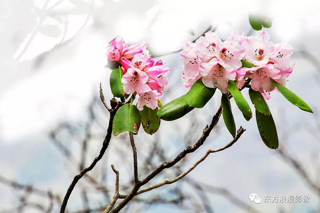 秦楚古道杜鹃花欣赏