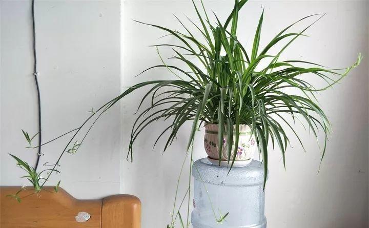 客厅最旺的十种花 b6ef55e8b4584b889056a967db617a6e.jpeg