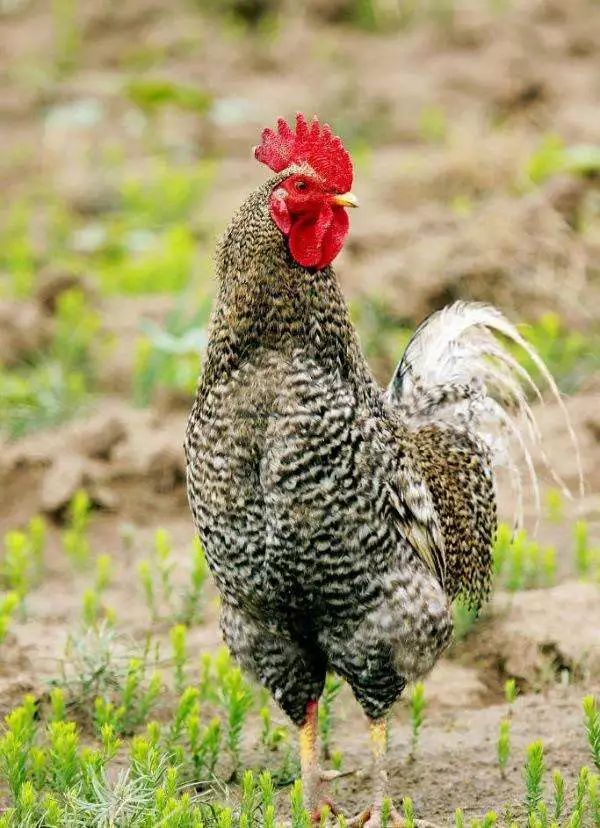 2000斤土鸡蛋免费送芦花土鸡可认养订购土鸡蛋青州市区免费送货上门