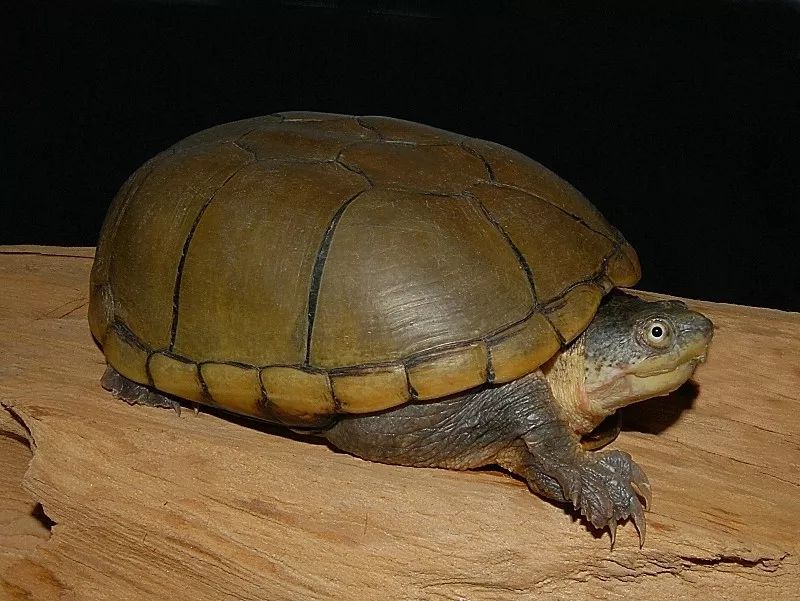 学名:kinosternon flavescens,动胸龟科动胸龟属,原产于美国中西部