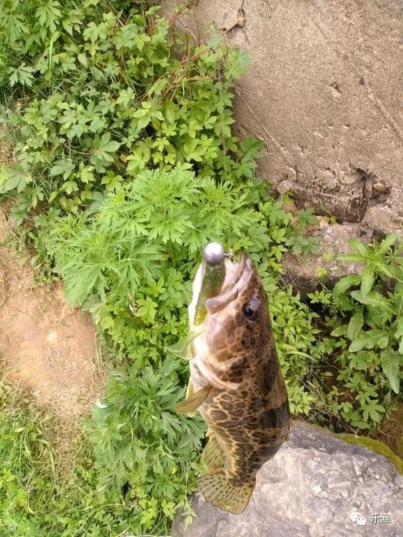 细节丨详细讲解作钓鳜鱼下