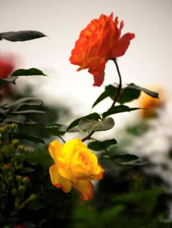 趣说北京|为什么偏偏这两种花会当选北京市花?33年前的市花大PK 澳门新濠天地APP下载