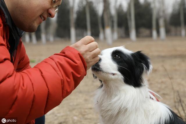 原創
            飼養邊牧有5大禁忌，鏟屎官盡量早了解，有助延長邊牧壽命！ 寵物 第3張