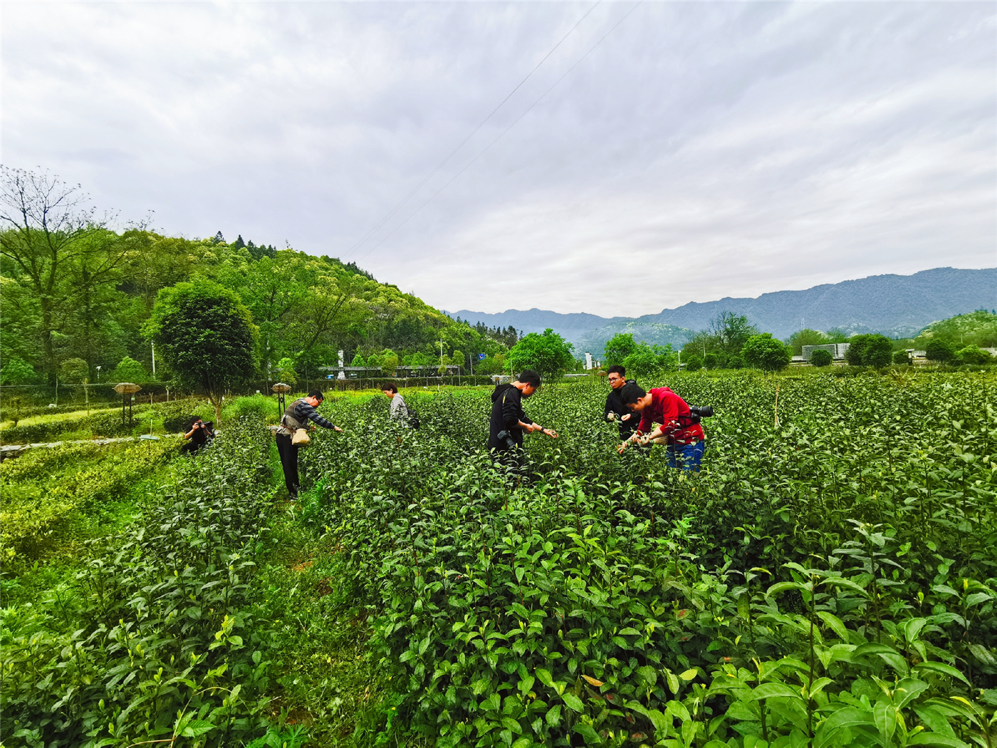 种植的茶树品种达60多种,包含黄金芽,毛峰,安吉白茶,祁门红茶等