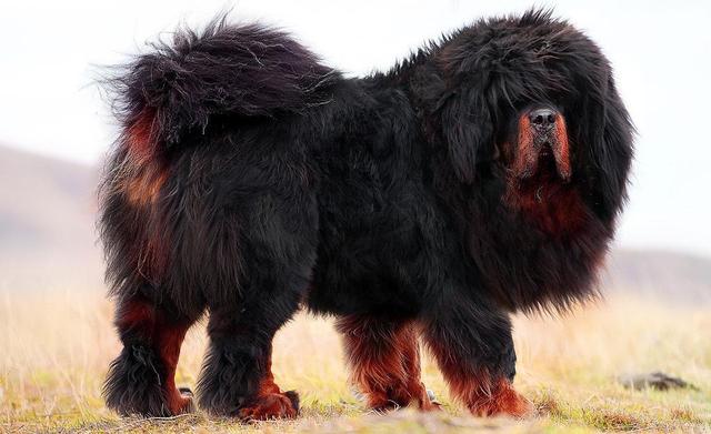 凶猛狗排名_世界上最凶猛的狗排名