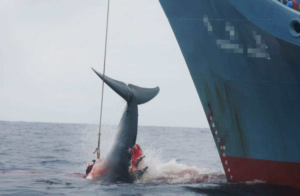 世界上最孤獨的虎鯨，4歲時被捕賣到海洋館，被囚禁近50年 未分類 第3張