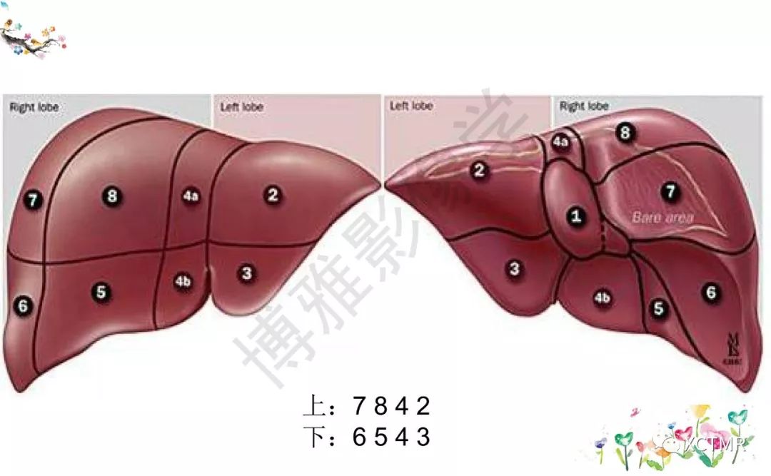 肝脏分叶分段的影像学解剖