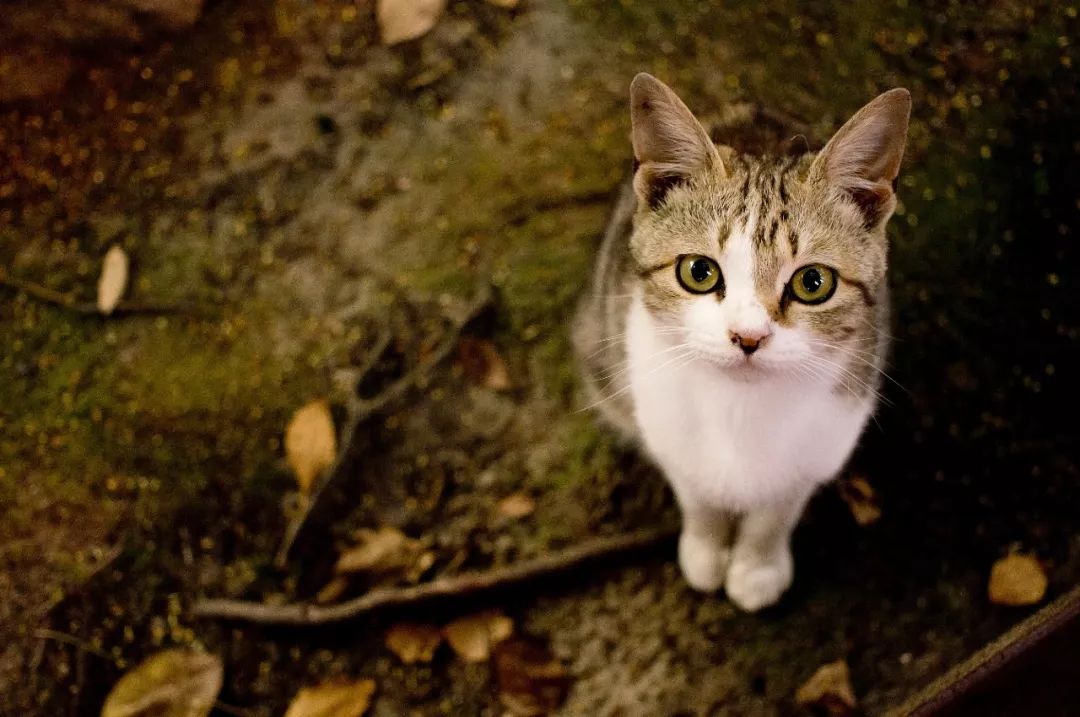 黄鼠狼觅食 打一成语 猜一字_黄鼠狼(3)