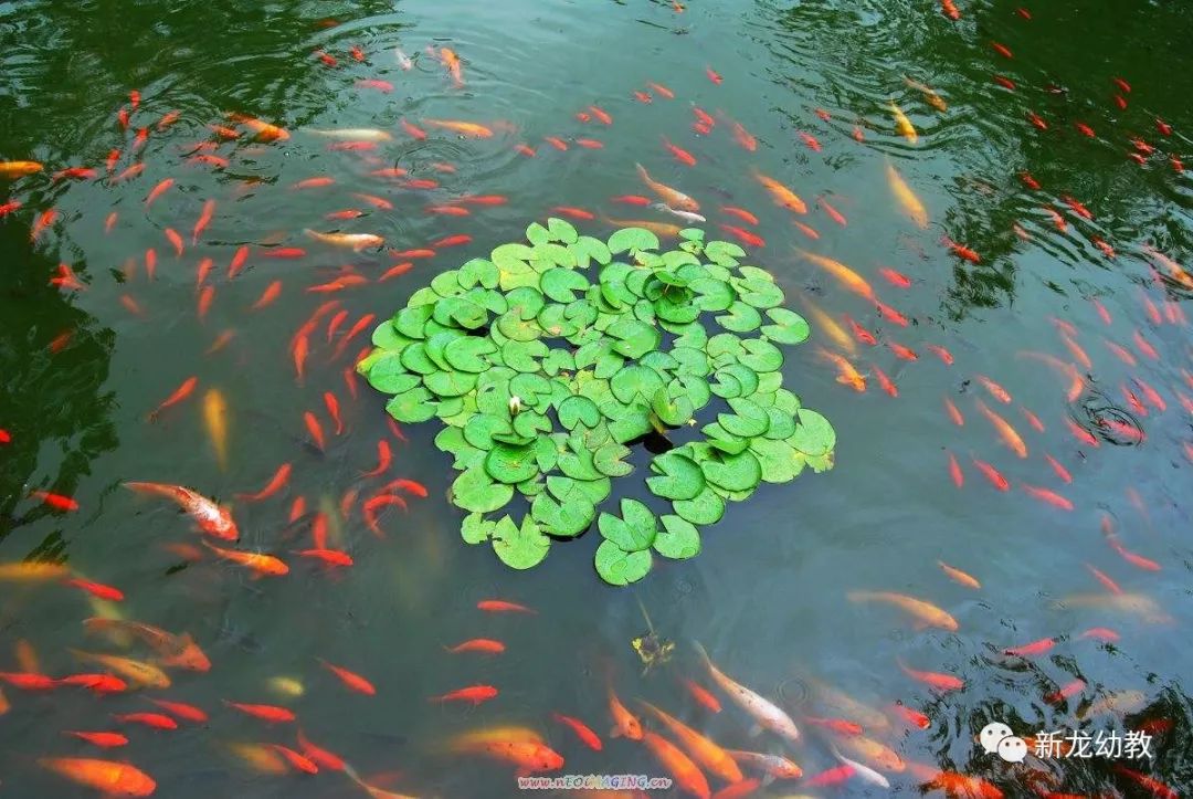 【班级活动】池塘里的金鱼(大二班,大三班)