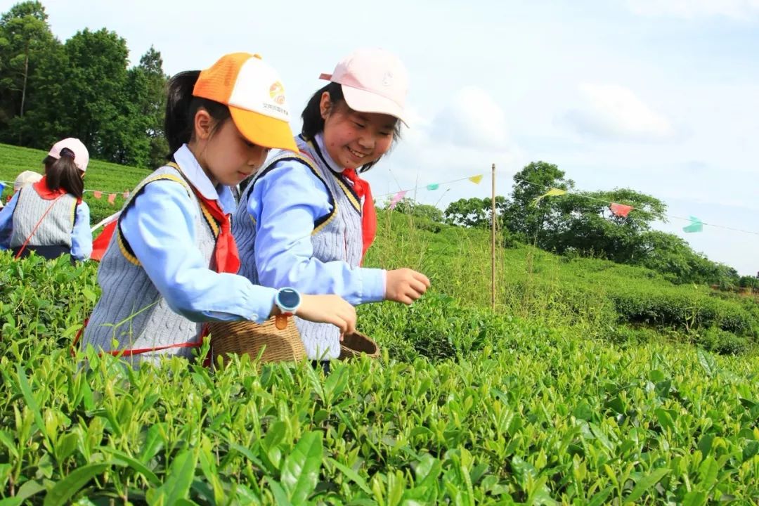 采茶赏茶艺制新茶大北街小学研学之旅这样过