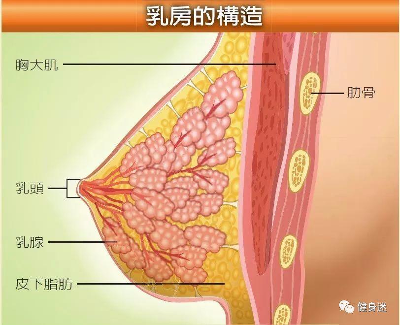 女性的乳房位于胸大肌上,乳房主要由脂肪,肌肉和乳腺构成.