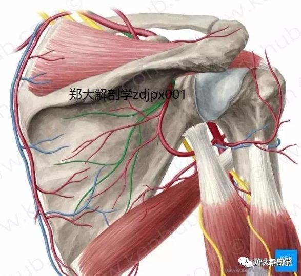 起自臂丛的上干,向后走行经肩胛上切迹进入冈上窝,继而伴肩胛上动脉一