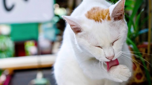 猫咪流黄鼻涕怎么办