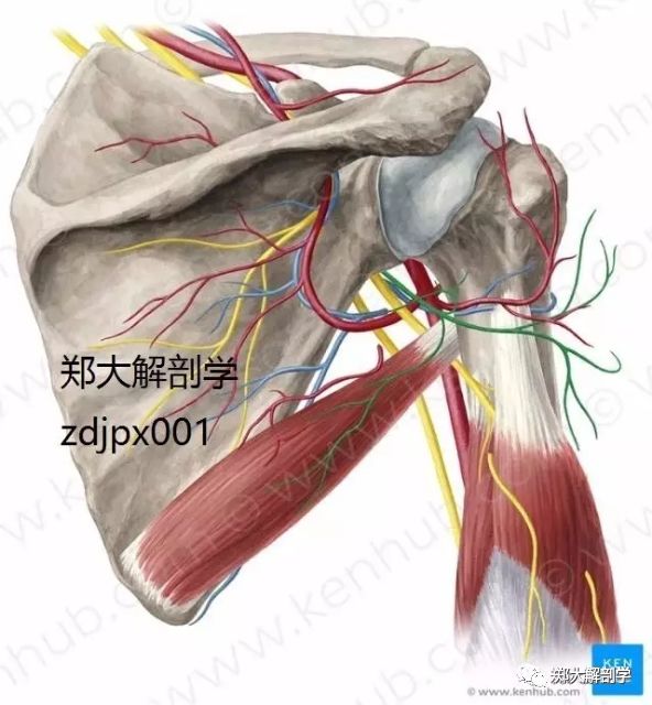 (5)腋神经:(c5,6):在胶窝发自臂丛后束,穿四边孔,绕肢骨外科颈至三角