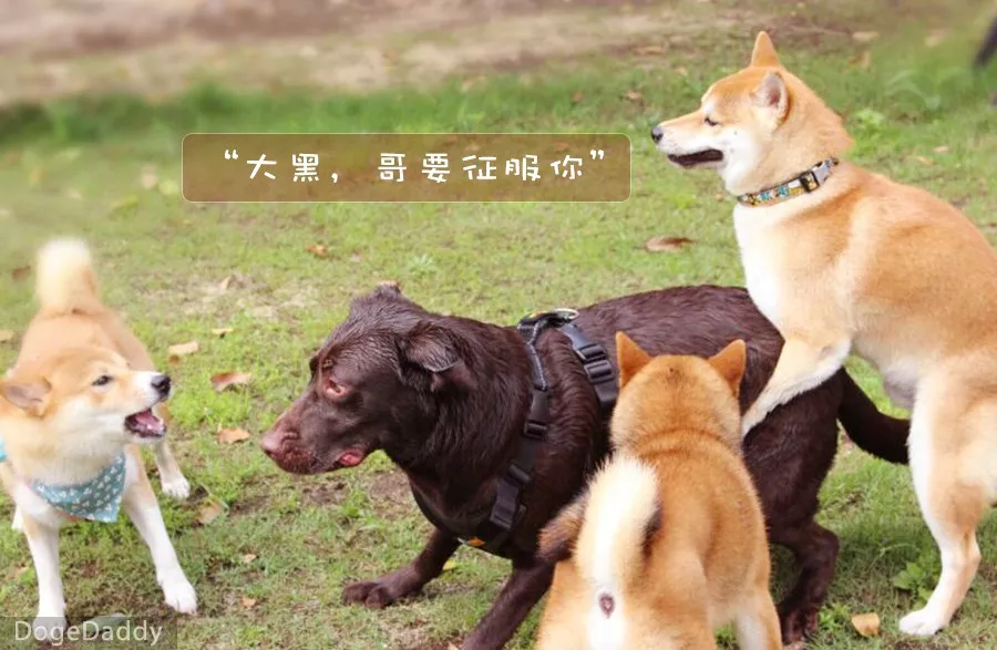 如何让狗不长大 492e652a5bae4344a67230af00e3b3f2.jpg