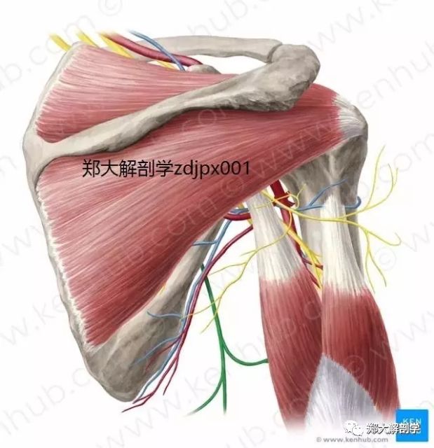 (5)腋神经:(c5,6):在胶窝发自臂丛后束,穿四边孔,绕肢骨外科颈至三角