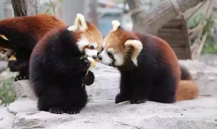 39.9玩上海野生动物园丨200余种上万余只,与珍