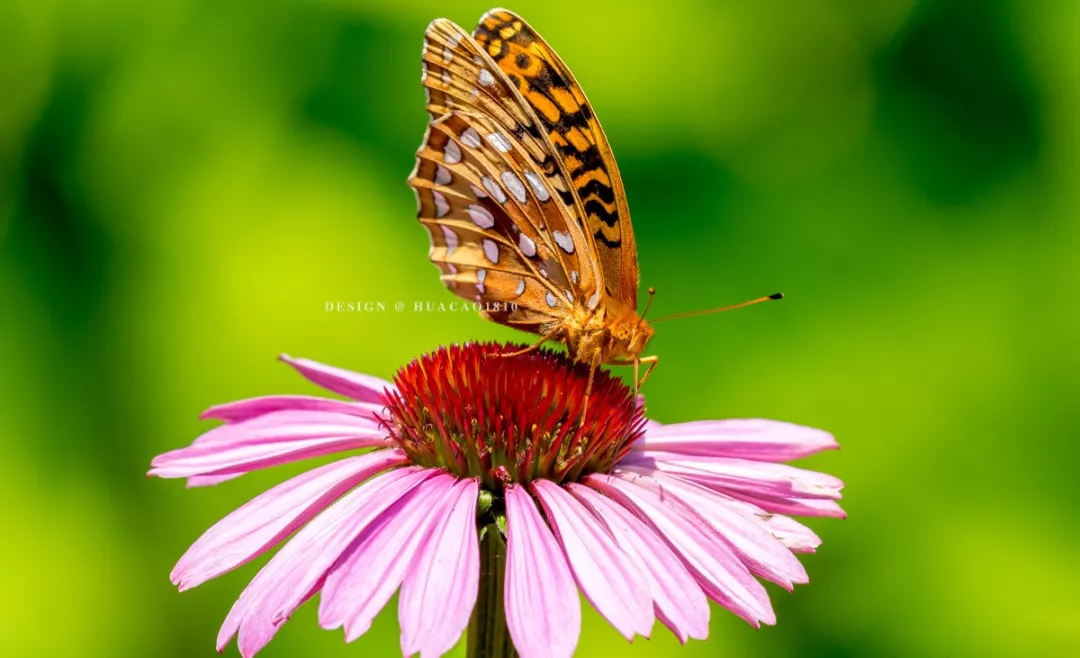 松果菊是一年生吗 5d11d6111b5348a284f4bf6bc759089a.jpg