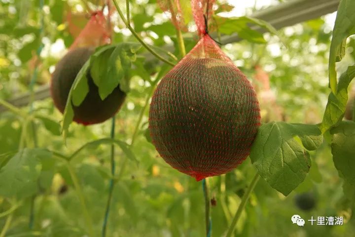 什么是黄皮什么是黄黑皮 5dcc0f45b9844d3480677d8a3163498d.jpeg