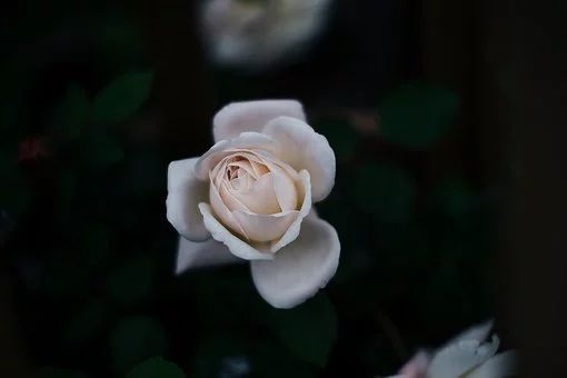 620616a25cdf443fb220c91ad04d5f23.jpeg