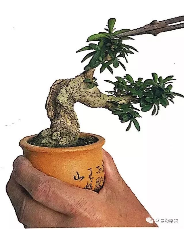 如何做成自己的微型盆景,让它凹凸有致,更具诱惑与美感