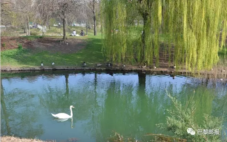 巴黎Léo：巴黎天鹅湖，孔雀在散步_图1-15