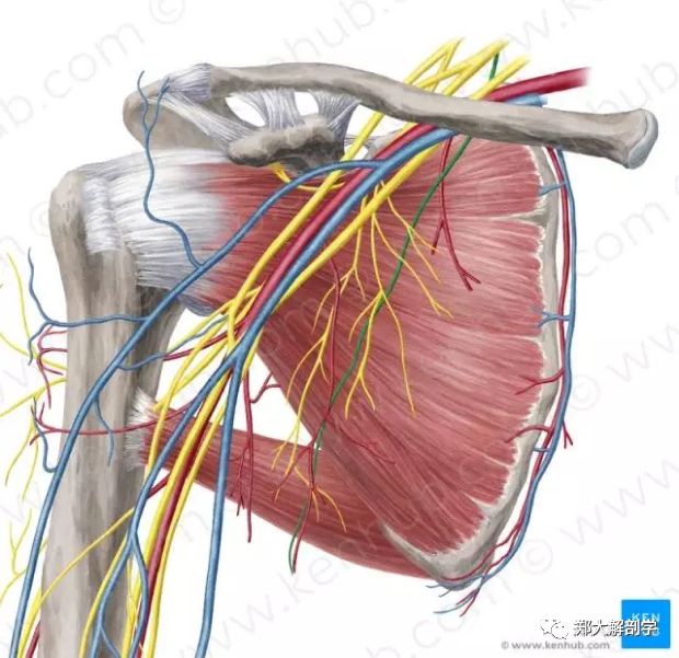 (1)胸长神经:起自神经根,经臂丛后方进入腋窝,沿前锯肌表面伴随胸