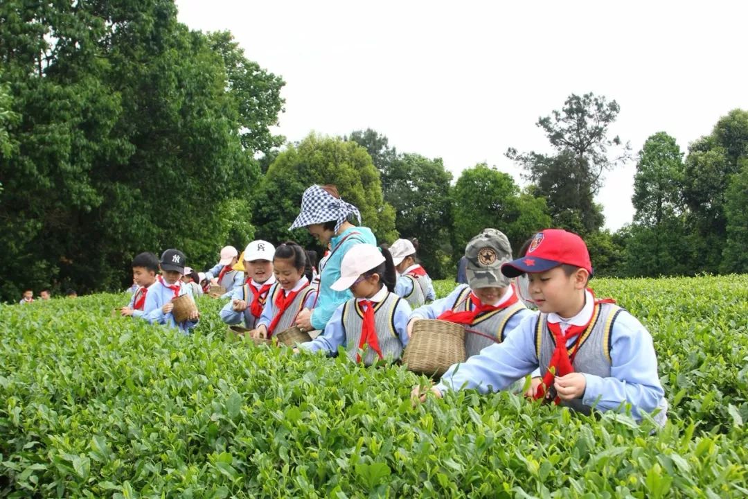 采茶赏茶艺制新茶大北街小学研学之旅这样过