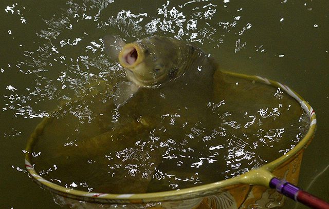 怎么养鱼才不会死鱼 ca3b5f368c094e5daa9136ad6c83c485.jpeg