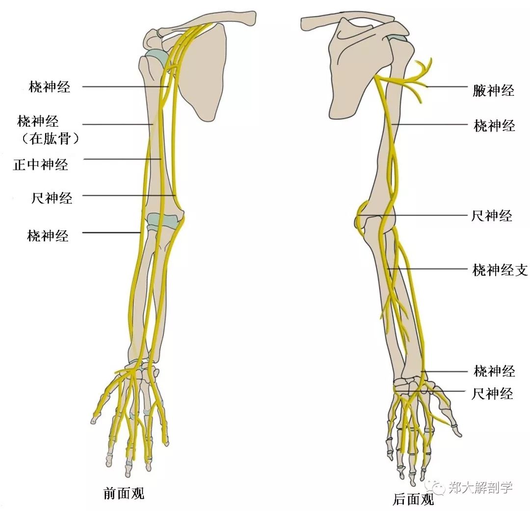 (9)尺神经:脊神经臂丛的分支,发自臂丛内侧束(c7～t1,沿肱动脉内侧