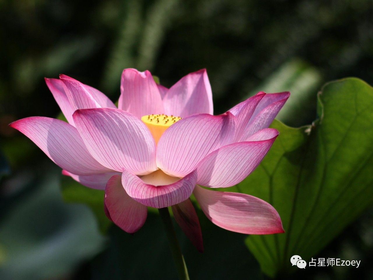 将莲花根放在舌头下方,并且对着一扇锁着的门说"",那扇门就会奇迹般的