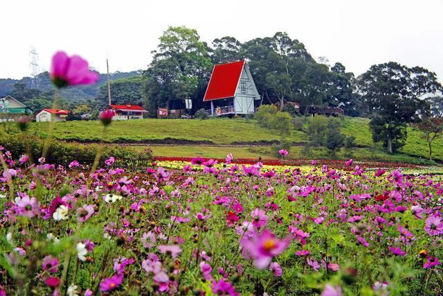 全世界最美的十大花海,中国入榜的地方你绝对猜不到!