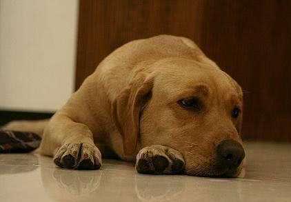 狗为啥总是发抖 def052eba43348e4ab606625b7288785.jpeg