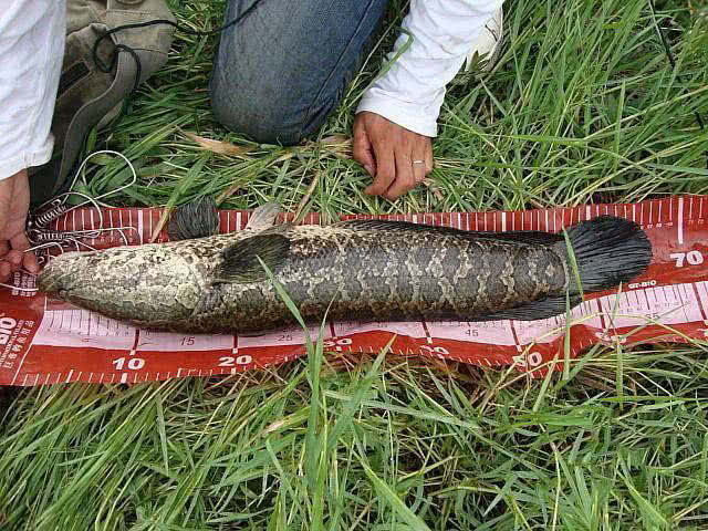 线鳢也是东南亚主要鱼类食材之一,之前广东繁殖场从泰国引种线鳢繁殖