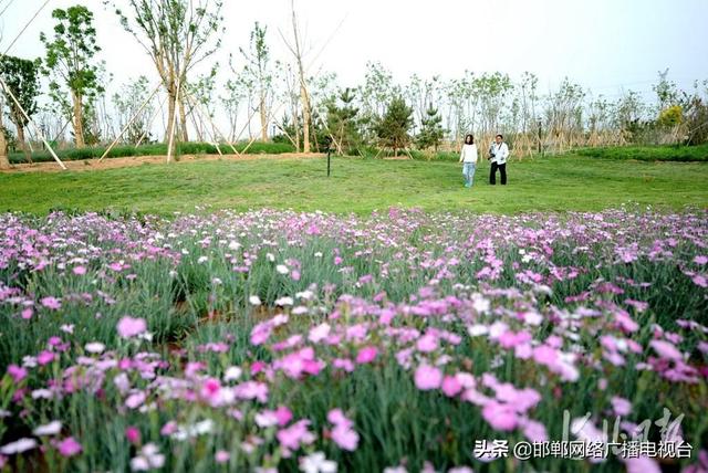两位游客在邯郸市肥乡区凤湖湿地公园游玩.