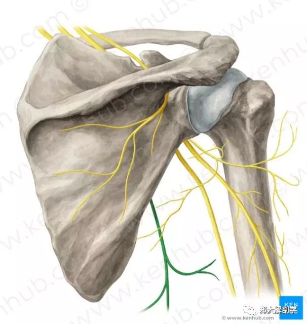 支配背阔肌(3)胸外侧神经:(c5~c7):起自臂丛外侧束,跨过腋动静脉的