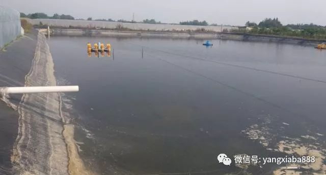 新塘可以用牛屎肥水吗?为什么?该如何正确肥水? yzc88亚洲城