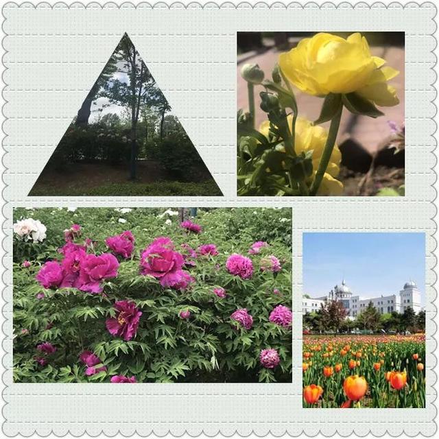 长春人 ,赏完郁金香,来这吧!牡丹花开了,美翻了! 老葡京娱乐
